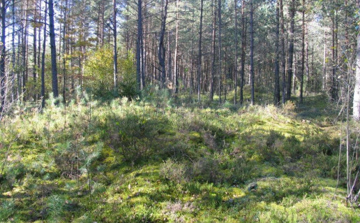 17_S. Miežionių pilkapynas.jpg